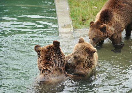Hotel Kreuz Bern Sehenswertes Baerengraben Thumb
